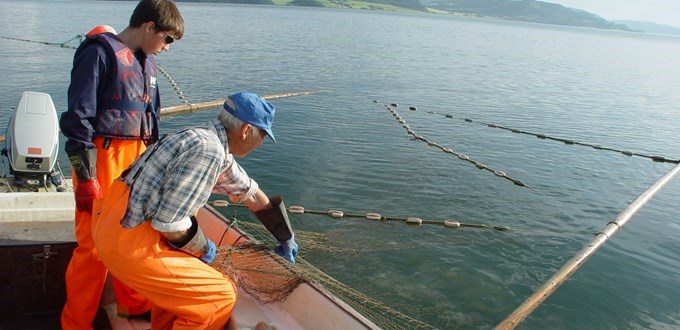 Økende fangster i sjølaksefisket